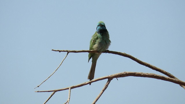 Guêpier à sourcils bleus - ML200837511