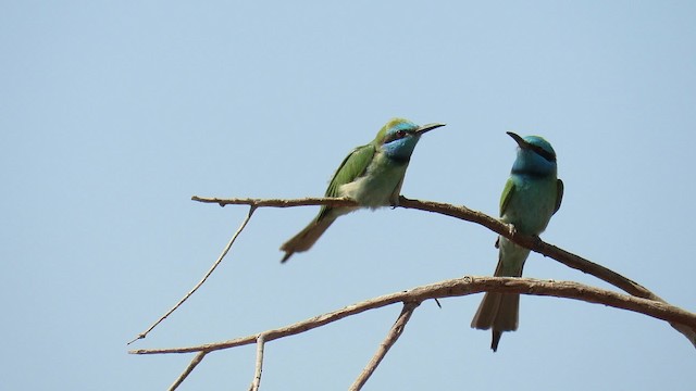 Guêpier à sourcils bleus - ML200837521