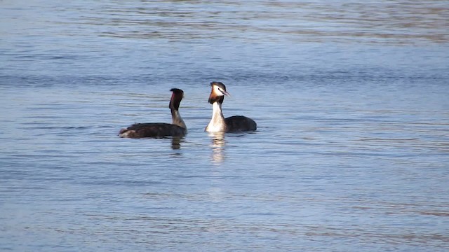 Great Crested Grebe - ML200837631