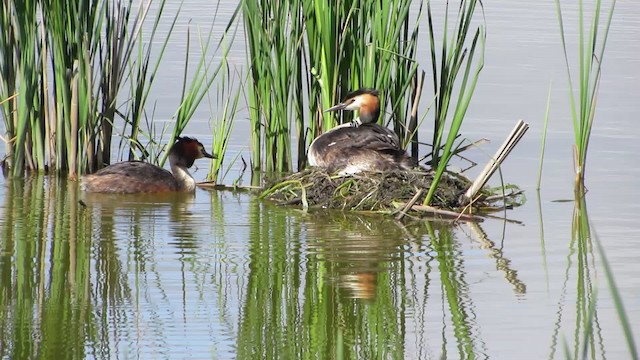 Great Crested Grebe - ML200837651