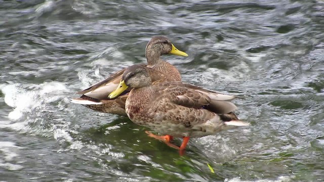 Mallard - ML200837681