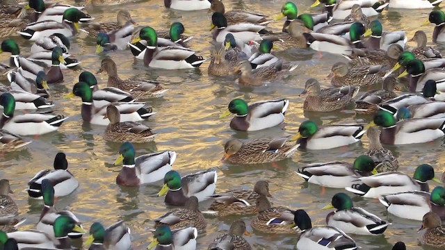 Canard colvert - ML200837691