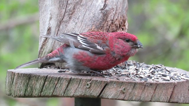 Pine Grosbeak (Eurasian) - ML200838071