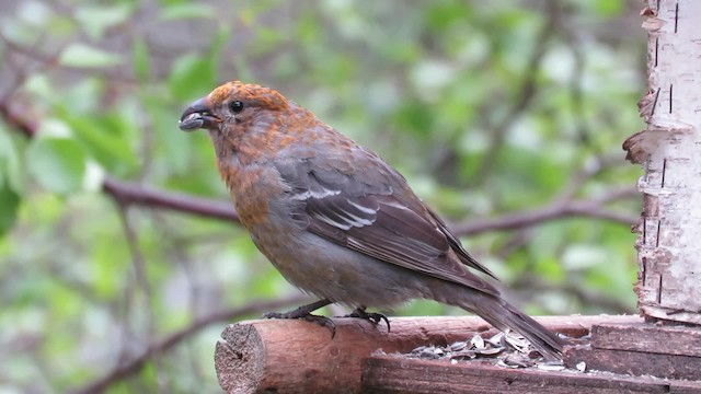 Pine Grosbeak (Eurasian) - ML200838081