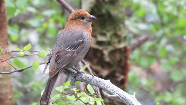 Pine Grosbeak (Eurasian) - ML200838091