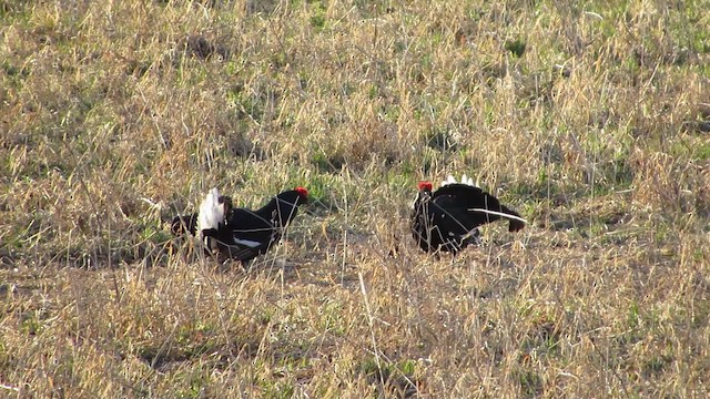 Black Grouse - ML200838111