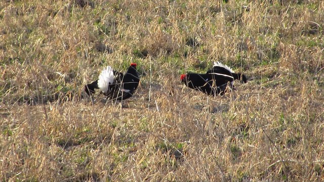 Black Grouse - ML200838121