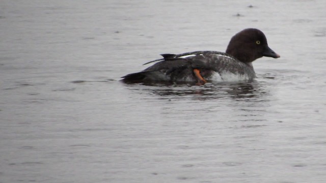 Common Goldeneye - ML200838131