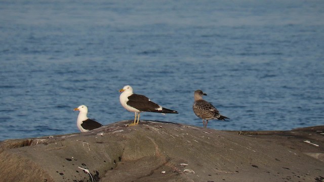 Lesser Black-backed Gull (fuscus) - ML200838491