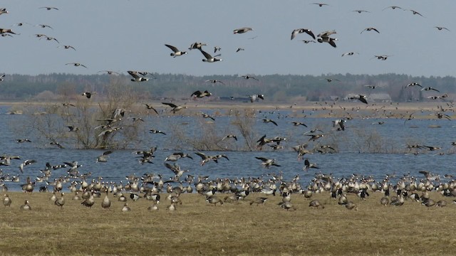 Greater White-fronted Goose (Eurasian) - ML200838671