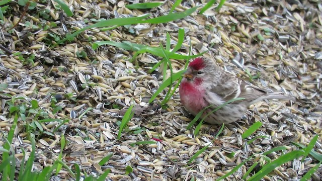 redpoll sp. - ML200839071