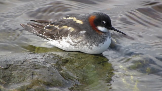 Red-necked Phalarope - ML200839211