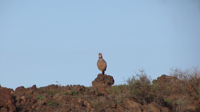 Barbary Partridge - ML200839451