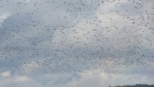 Barnacle Goose - ML200839481