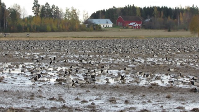 Barnacle Goose - ML200839491