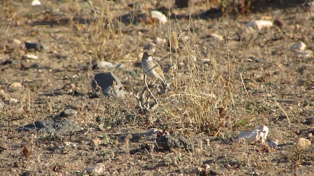 Mediterranean Short-toed Lark - ML200839501