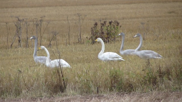 Whooper Swan - ML200839511