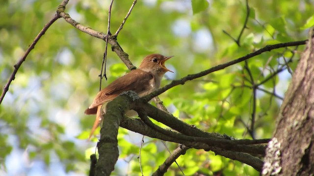 Thrush Nightingale - ML200839521