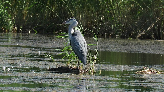 volavka popelavá (ssp. cinerea/jouyi) - ML200839671