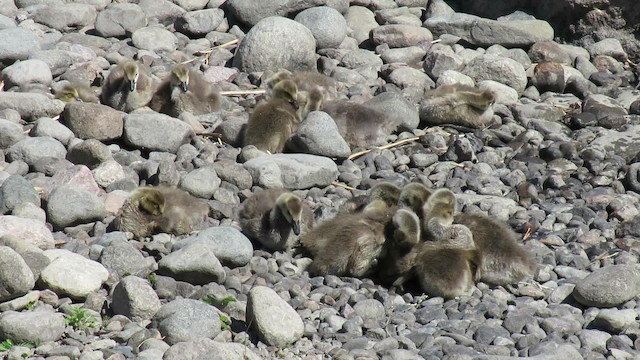 Canada Goose - ML200839681