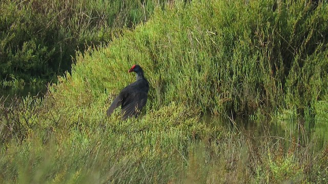 Western Swamphen - ML200839841