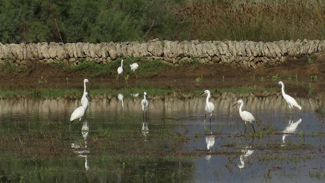 Little Egret (Western) - ML200839871