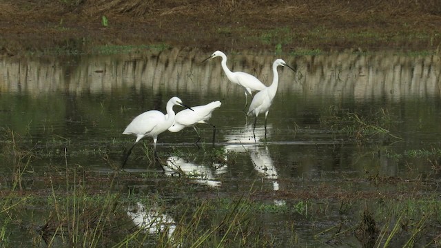 Little Egret (Western) - ML200839881