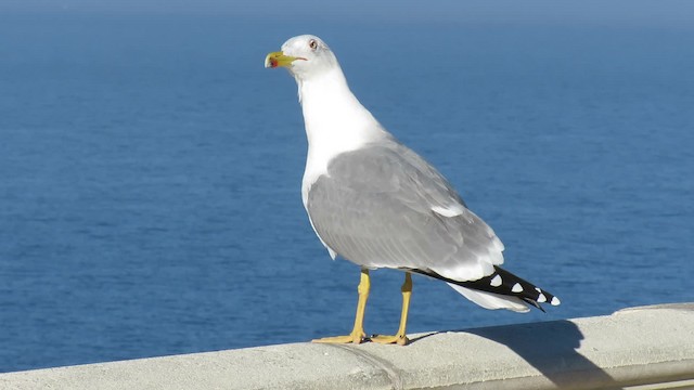Yellow-legged Gull (michahellis) - ML200839931