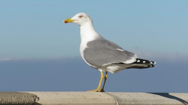 Yellow-legged Gull (michahellis) - ML200839941