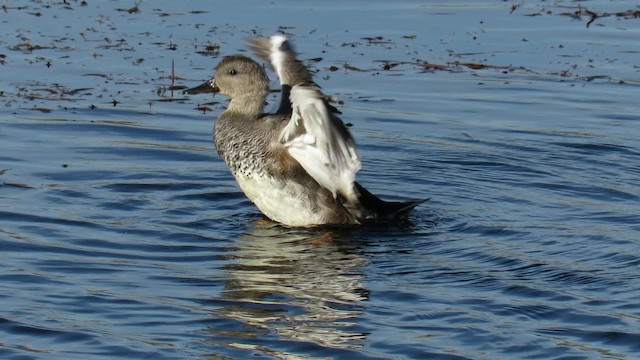 オカヨシガモ（strepera） - ML200839971