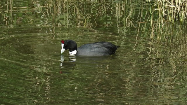 Red-knobbed Coot - ML200840001