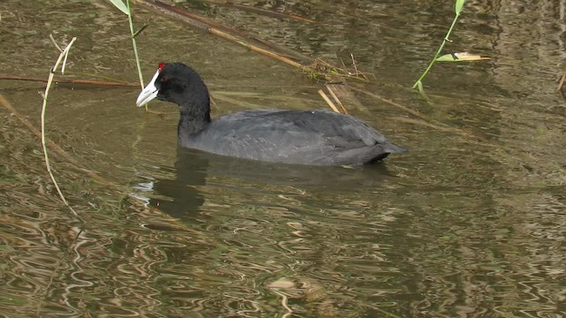 Red-knobbed Coot - ML200840011