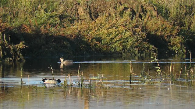 Marbled Duck - ML200840111