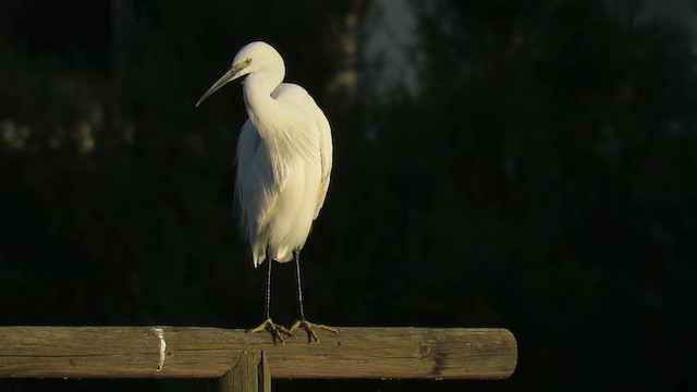 Little Egret (Western) - ML200840231