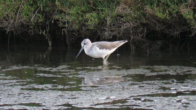 Common Greenshank - ML200840361