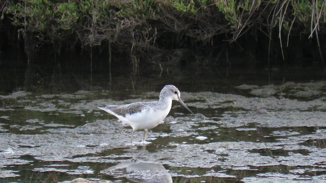 Common Greenshank - ML200840381