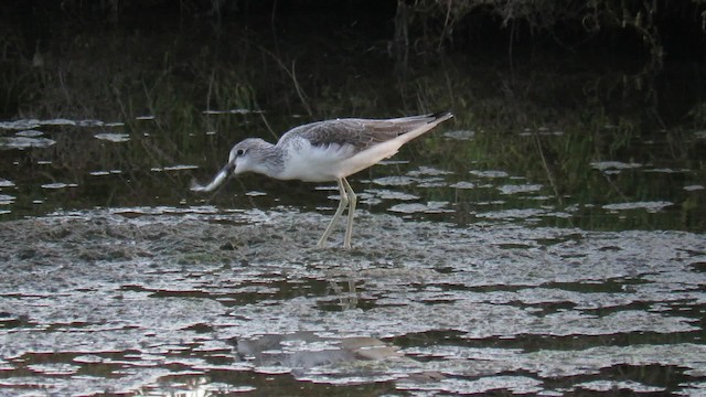 Common Greenshank - ML200840391