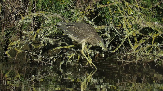 Кваква (nycticorax) - ML200840421