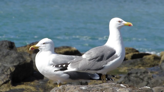 Yellow-legged Gull (atlantis) - ML200840571