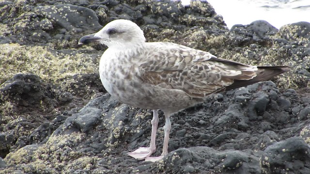 Yellow-legged Gull (atlantis) - ML200840581