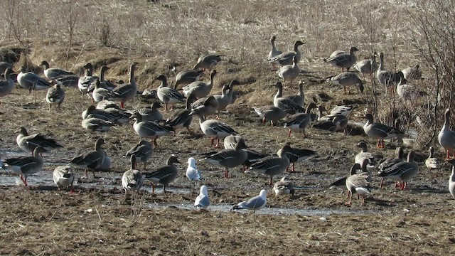 Taiga/Tundra Bean-Goose - ML200840751