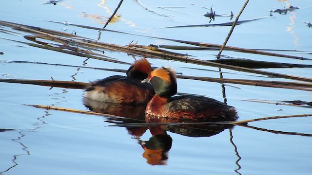 Horned Grebe - ML200840841