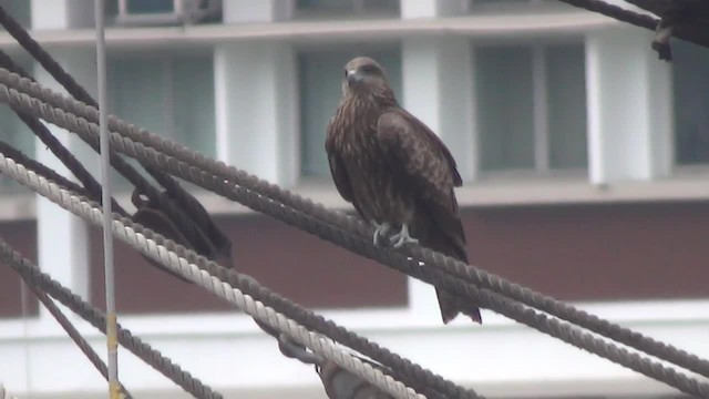 Black Kite (Black-eared) - ML200841231