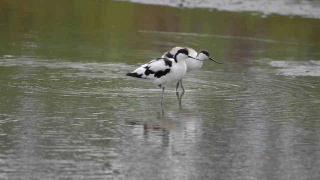 Pied Avocet - ML200841251