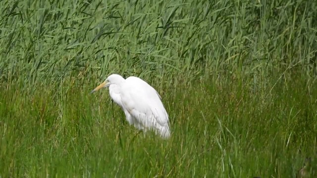 Great Egret (alba) - ML200841311