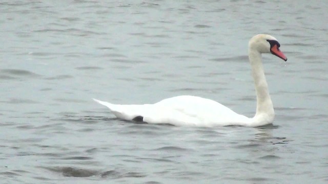 Cygne tuberculé - ML200841411