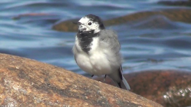 linerle (alba/dukhunensis) - ML200841421