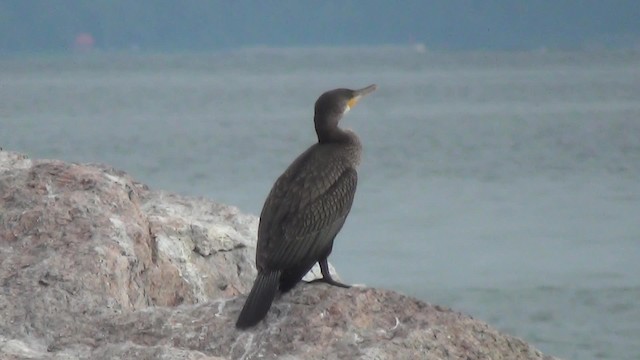 kormorán velký (ssp. carbo) - ML200841441