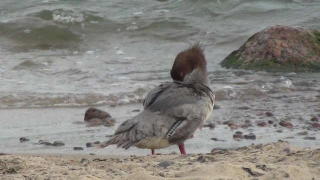 Крех великий (підвид merganser/orientalis) - ML200841491