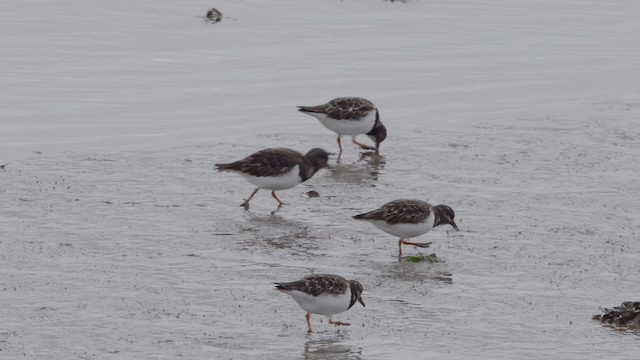 Ruddy Turnstone - ML200841591